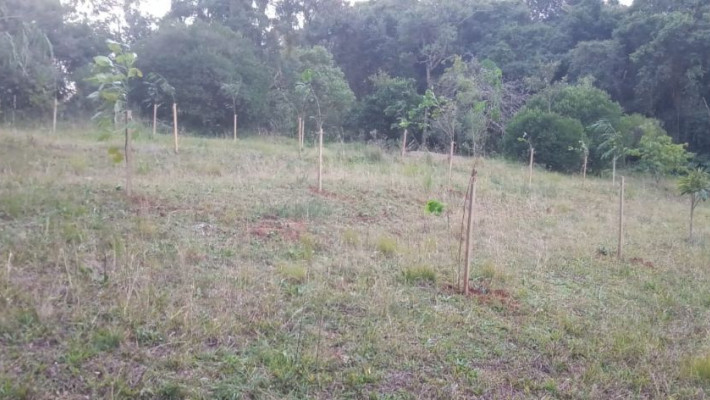 AABB Santa Cruz do Sul recebe 50 mudas de árvores nativas